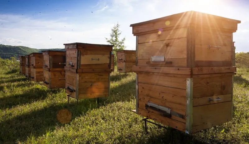 Beehive Insulation - How To Insulate a Beehive Guide