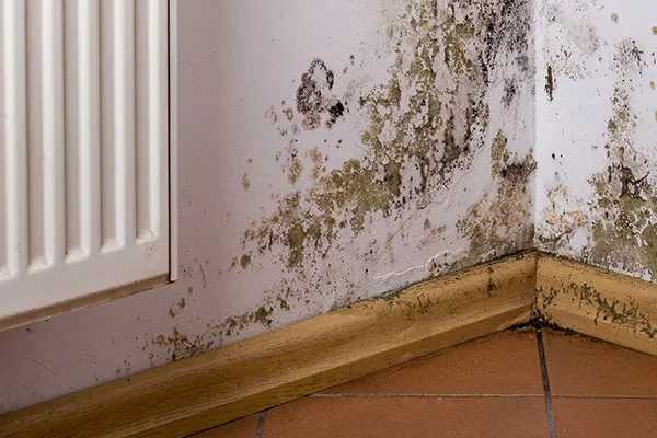 damp-survey-home-1