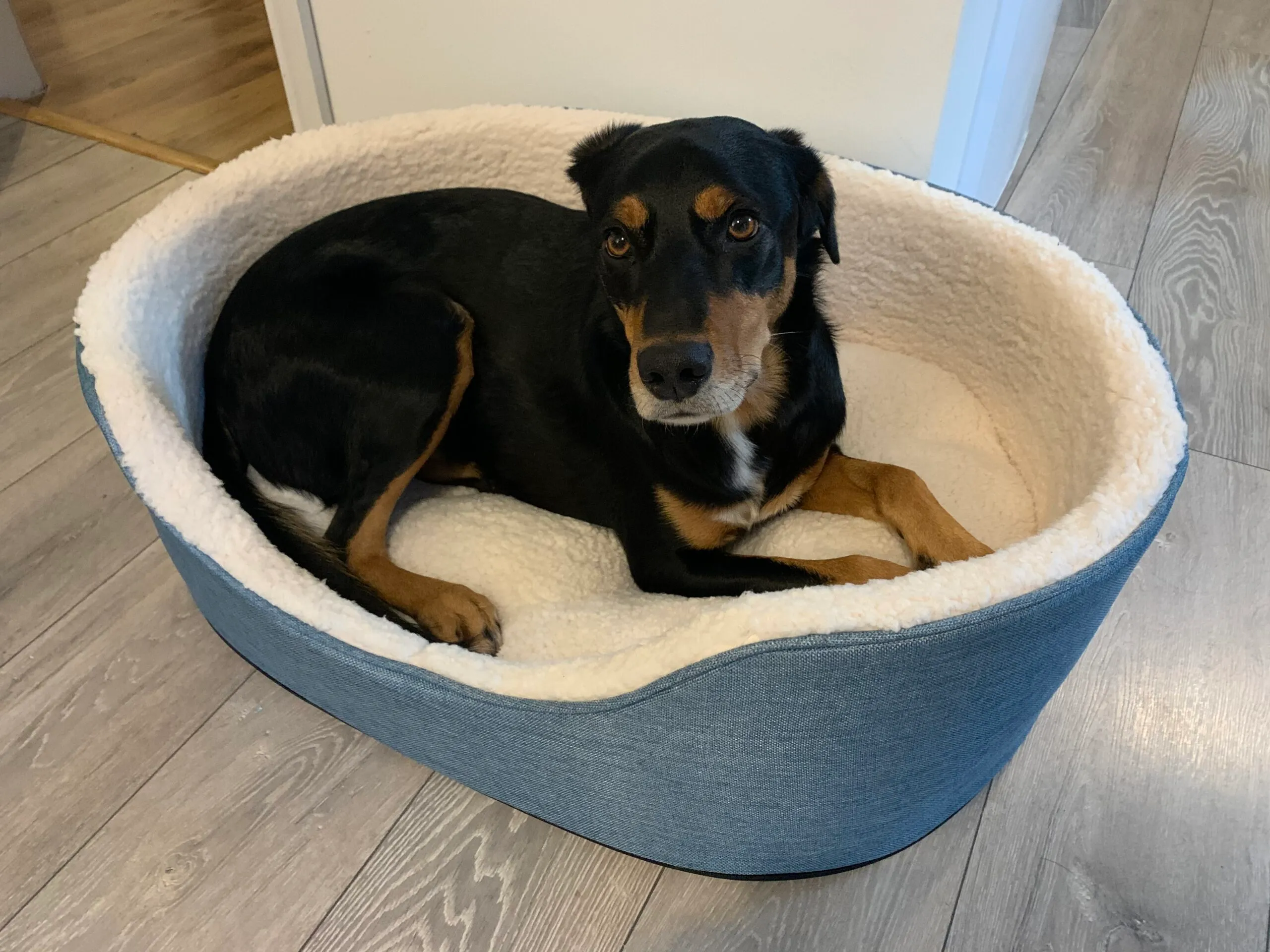Finished insulated pet pad