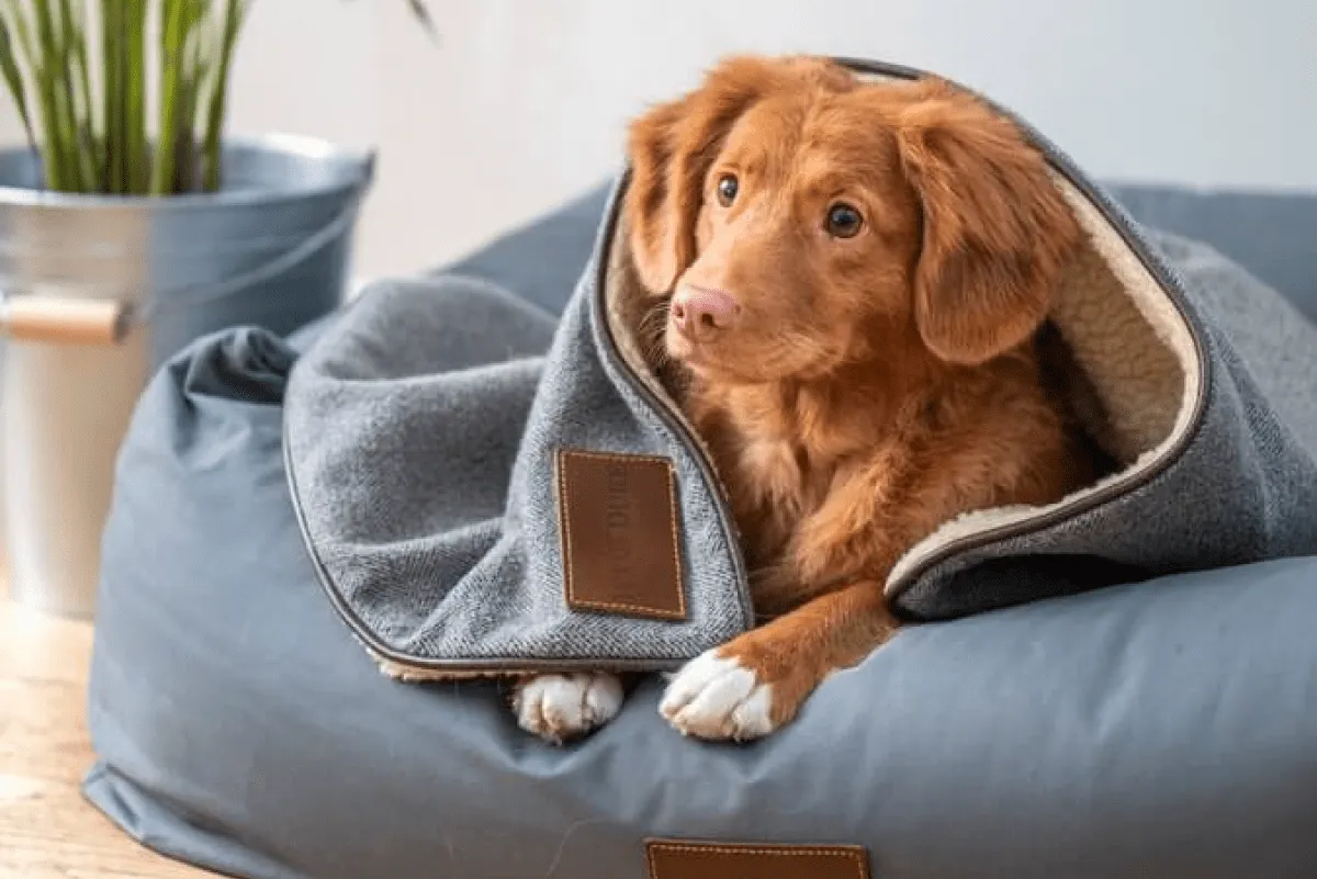 Pet Bed Insulation - How To Insulate a Pet Bed Guide